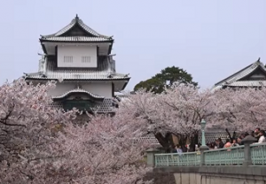 金沢城公園　満開の桜