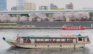 隅田公園　屋形船から観桜