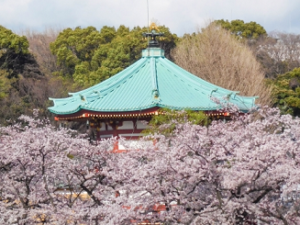 上野公園　桜と弁天堂