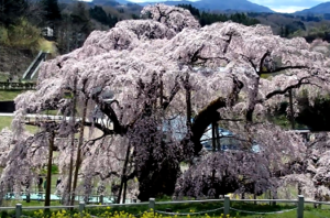 満開の三春の滝桜