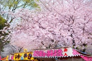満開の桜と屋台