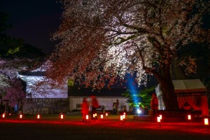 小田原城　桜とライトアップ