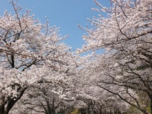 青空と満開の桜並木