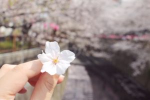目黒川　桜の花びら