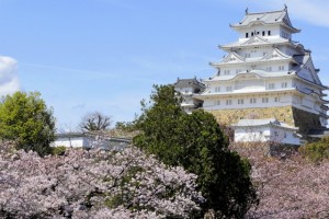 姫路城　桜の季節