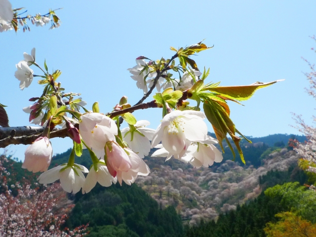 吉野山の桜2024の見頃と開花！ライトアップや花見スポットは？駐車場は？ 季節お役立ち情報局