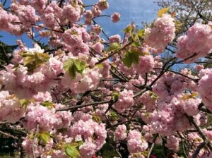 満開の兼六園菊桜