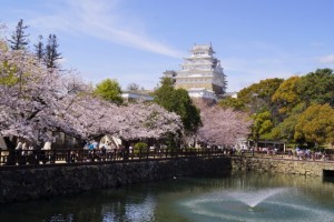 姫路城とお堀と桜