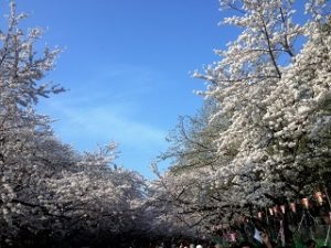 上野公園　中央通りの満開の桜