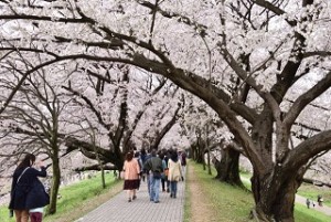淀川河川公園背割堤地区　桜のトンネルと花見客