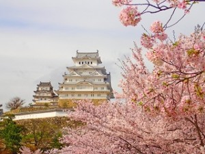 姫路城と満開の桜