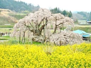 三春滝桜と菜の花