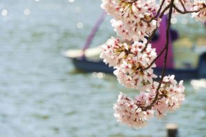 上野公園　不忍池のボートと桜