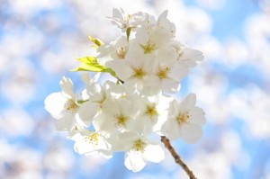 白い桜の花