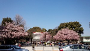 上野恩賜公園　桜と観桜客