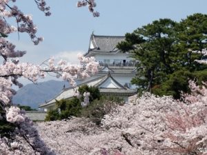 小田原城と満開の桜