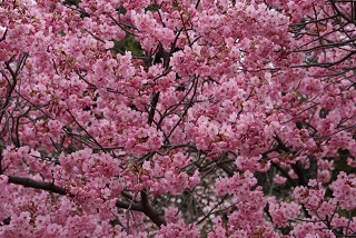 上野公園の桜21の見頃と開花 桜まつりやライトアップは 混雑や駐車場は 季節お役立ち情報局