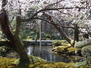 兼六園　桜と庭園