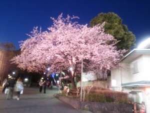 上野公園　桜のライトアップ