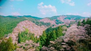 吉野山　頂上から見る桜景色