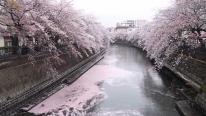 大岡川プロムナード　桜と花筏