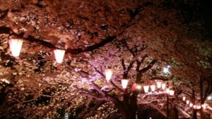大岡川　桜のぼんぼりライトアップ