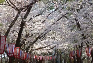 芦野公園　ぼんぼりと満開の桜並木