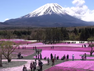 富士山と芝桜と観光客