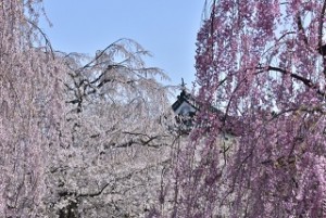 弘前城と満開のしだれ桜