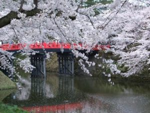 弘前公園　下乗橋と桜