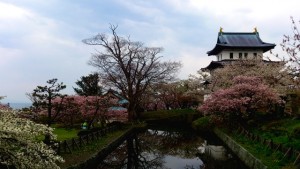 松前城　桜の季節