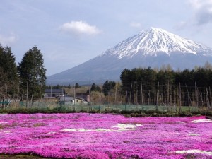 富士山と芝桜　雄大な景色