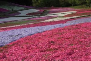 羊山公園　いろいろなカラーの芝桜