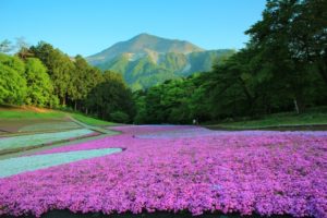 羊山公園　芝桜と武甲山