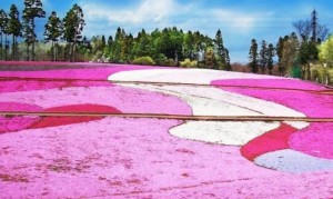 コレクション 芝桜 名所 東海
