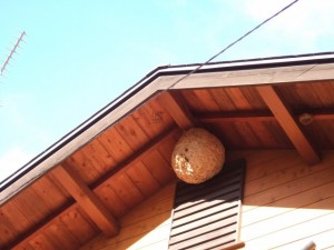 家の屋根の下　スズメバチの巣