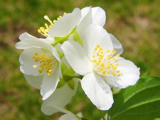 走り梅雨の意味。時期はいつ頃？天気の状態は？俳句について。 季節お役立ち情報局