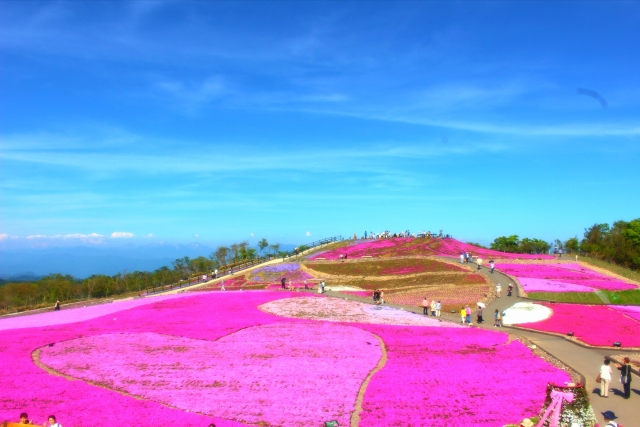 茶臼山の芝桜21の見頃と開花 芝桜まつりやライトアップは 屋台は 季節お役立ち情報局