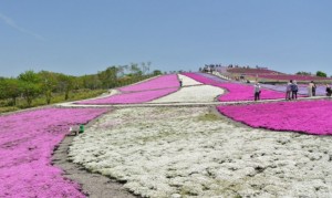 茶臼山の芝桜　ピンクと白のコントラスト