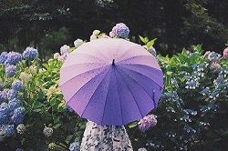 傘をさしてあじさいを眺める女性