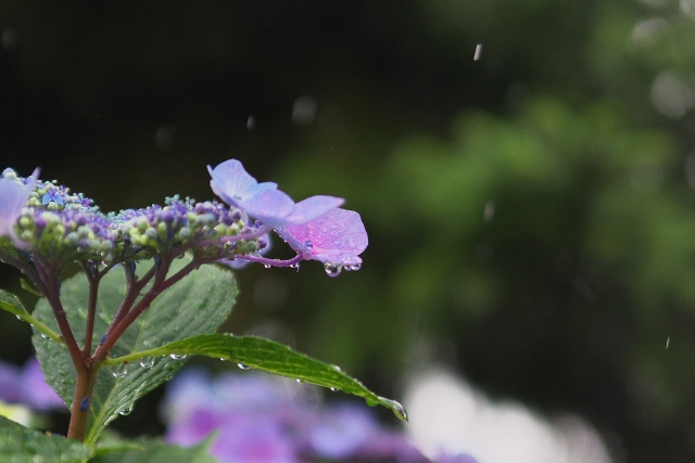 蝦夷梅雨の意味と時期。期間や気温は？本州の梅雨との違いは？ 季節お役立ち情報局