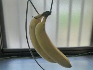 バナナスタンドにかけてあるバナナ