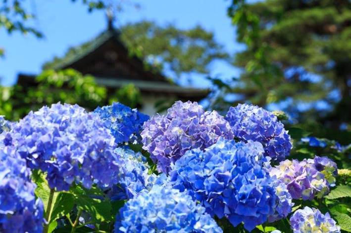 関東あじさいの名所 見頃や穴場スポットは あじさい以外のお花は 季節お役立ち情報局