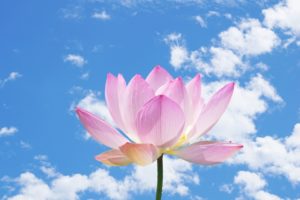 青空と薄ピンクの蓮の花