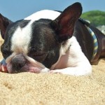 犬　砂浜　寝る