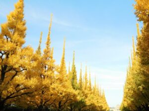 神宮外苑　いちょう並木の黄葉