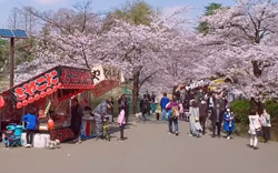 大宮公園　桜と屋台