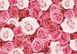 たくさんのピンクのバラの花