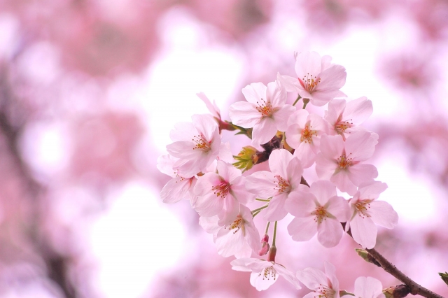 桜 梅 桃の咲く順番と開花時期 花の違いや見分け方は 季節お役立ち情報局