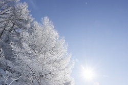 雪をかぶった木々　冬の青空